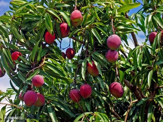 Platone Mango Plant Mango Plant038