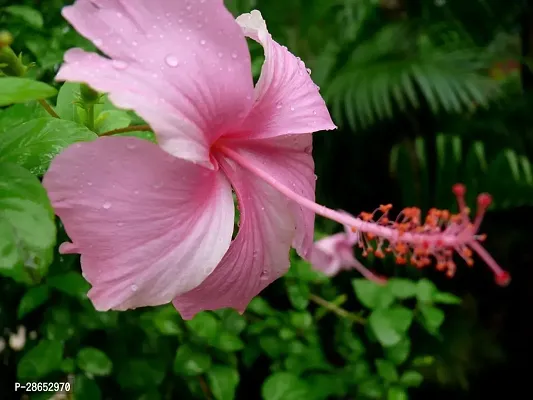 Platone Hibiscus Plant GROWING HIBISCUS PLANT