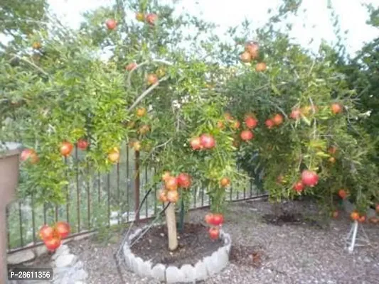 Platone Pomegranate Plant POMEGRANATE-SEEDLING 90-thumb0