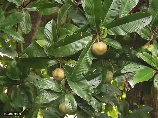 Platone Elephant Apple Plant Elephant Apple Plant-2