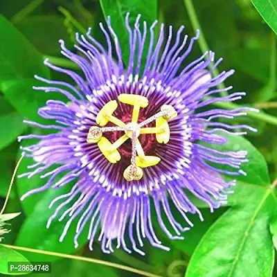 Platone Passion Plant passionfruit89-thumb0