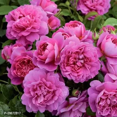 Platone Rose Plant Hybrid Rose Live Plant_52-thumb0