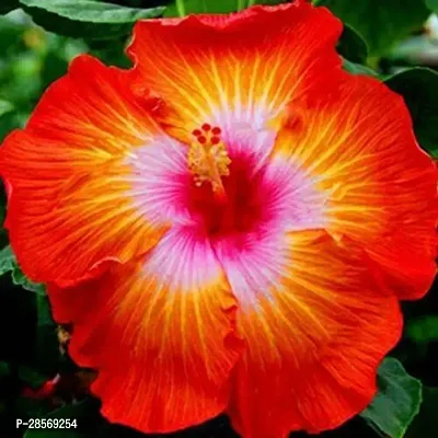 Platone Hibiscus Plant Gaint Hibiscus-thumb0