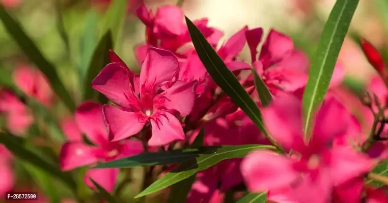 Platone Oleander Plant Red karabired Nerium oleander flowerkarabi flower plant-thumb2