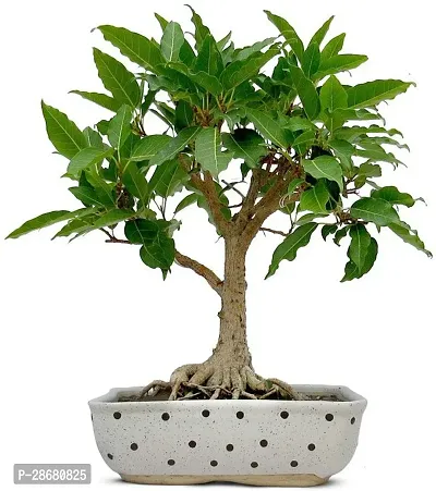 Platone Ficus Plant TIGbonfic87-thumb0