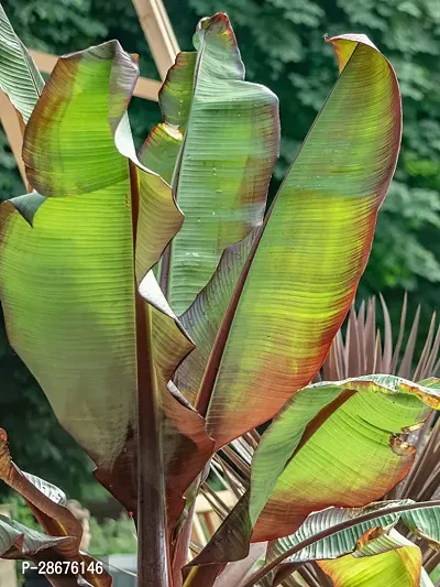 Platone Banana Plant banana plant 84