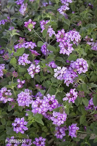 Platone Lantana Plant TIGlaltena24