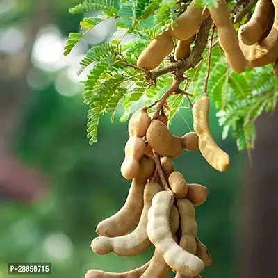 Platone Tamarind Plant Tamarind Plant (Tetul )