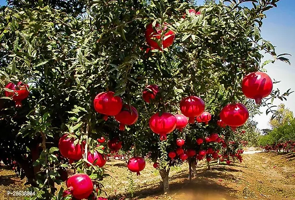 Platone Pomegranate Plant Hybrid Anar plant 1