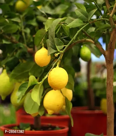 Platone Lemon Plant Lemon Plant 123-thumb0