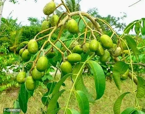 Platone Amra Plant Bengali Amra plant