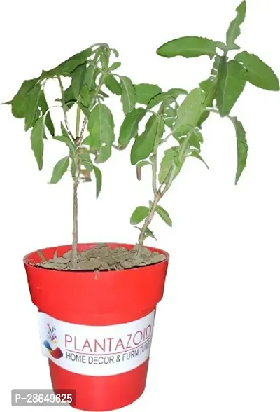 Platone Tulsi Plant Tulsired101-thumb0