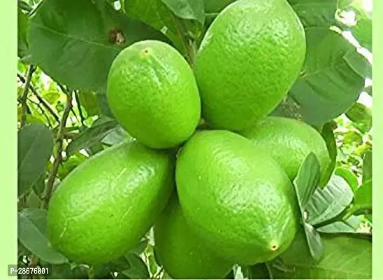 Platone Lemon Plant Saraswati Gardens Nimboo Kagji Lemon Bangladesh Variety1 Healthy Live Plant With Plastic Bag-thumb0