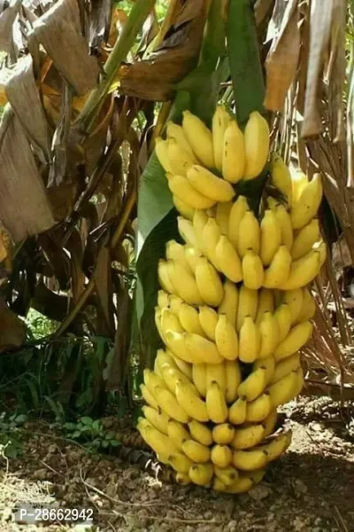 Platone Banana Plant Hybrid Banana live plant for fruiting, Gardening or devotional purpose CF13-thumb0