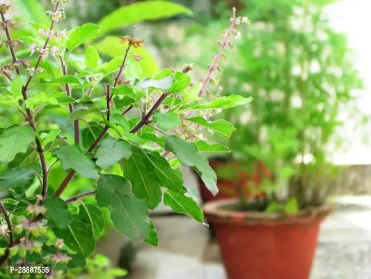 Platone Tulsi Plant 350