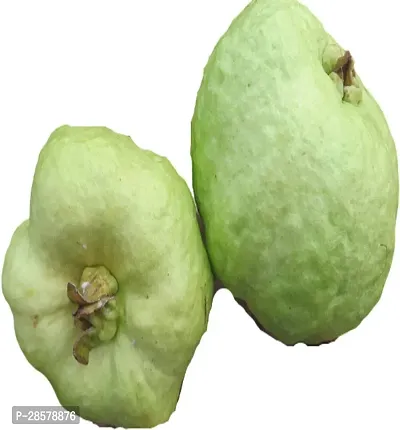 Platone Guava Plant Kishan Bhog Guava Plant For Outdoor Garden