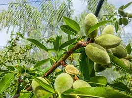 Platone Almond Plant Almond Fruit PLANT-thumb1