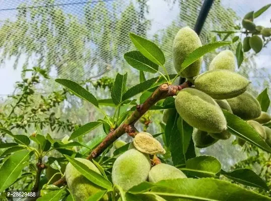 Platone Almond Plant Almond Fruit PLANT-thumb2