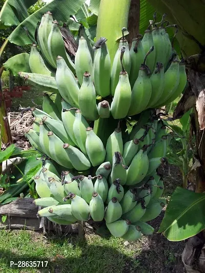 Platone Banana Plant KARPOORAVALLIBANANA LIVE PLANT-thumb0