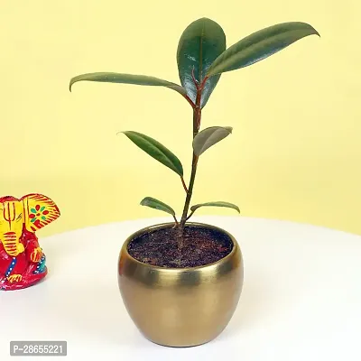 Platone Rubber Tree Green Rubber Plant For Home Decor