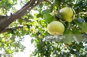 Platone Pomelo Plant POMELO PLANT TY-thumb1