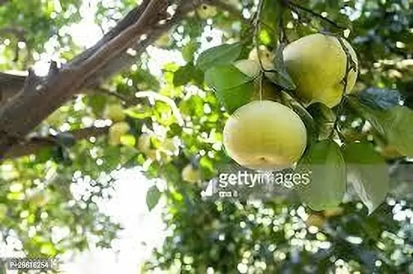 Platone Pomelo Plant POMELO PLANT TY-thumb2