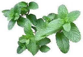 Platone Mint Plant MINT PLANT T6NB-thumb2