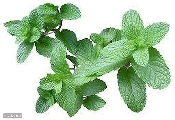 Platone Mint Plant MINT PLANT T6NB-thumb3