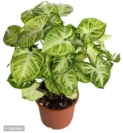 Platone Syngonium Plant FKD2021