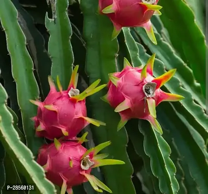 Platone Dragon Tree Dragon Fruit - Plant-thumb0