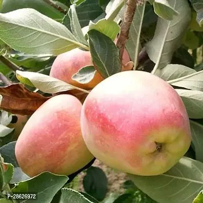 Platone Apple Plant ANNA GRAFTED APPLE PLANT- Live Apple plant for Hot Climate Hot Weather- Apple Plant for all Season-From Shimla-Himachal Pradesh (Anna Apple Plant)-thumb0