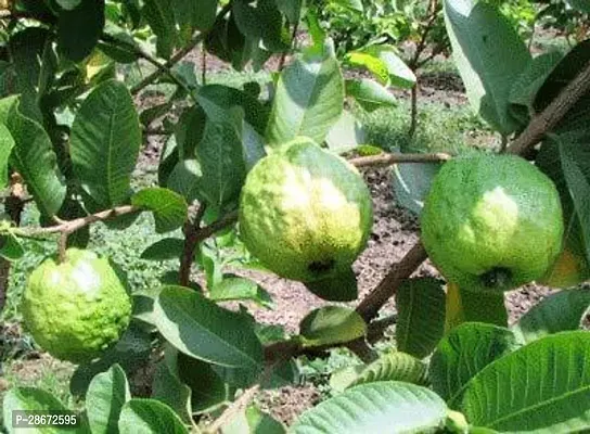 Platone Guava Plant Gauva!a35