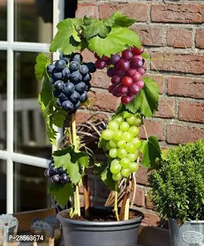 Platone Grape Plant GrapesAngoor- Angur Plant