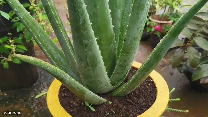 Platone Aloe Vera Plant ALOE VERA PLANT