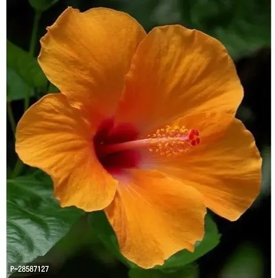 Platone Hibiscus Plant PN-AC-N419-thumb0