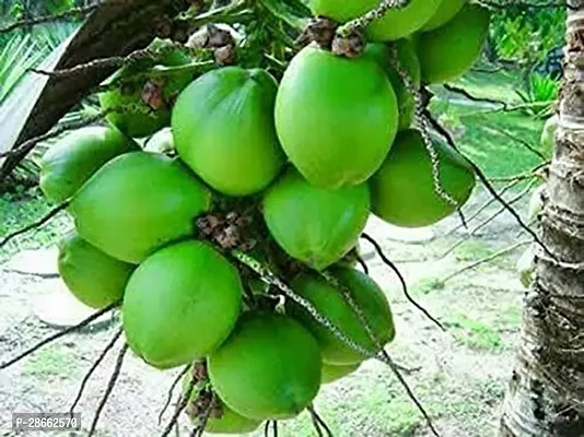 Platone Coconut Plant Gardens Rare Coconut Live Plant - Dwarf Coconut 18th Patta Sprouted Seed Kerala Cocanut Tree Plant (1 Plant)-thumb0