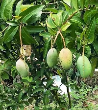 Platone Mango Plant Mango Vastra All timeVariety Fruit Grafted Live Plant Tree (1.5-2 Ft Size)-thumb1