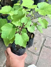 Platone Grapes Plant Black Grapes Plant-thumb2