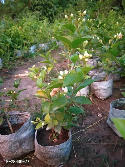 Platone Jasmine Plant FFR4-juhi flower-thumb0