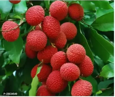 Platone Litchi Plant Thailand Litchi Plant-thumb2