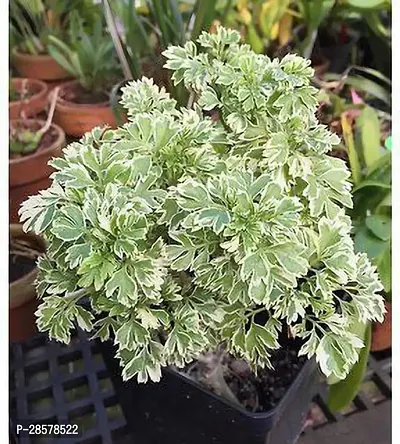 Platone Aralia Plant Hybrid Arelia Live Plant 9090