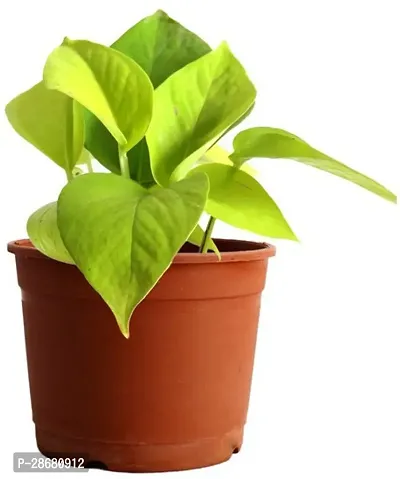 Platone Money Plant money6