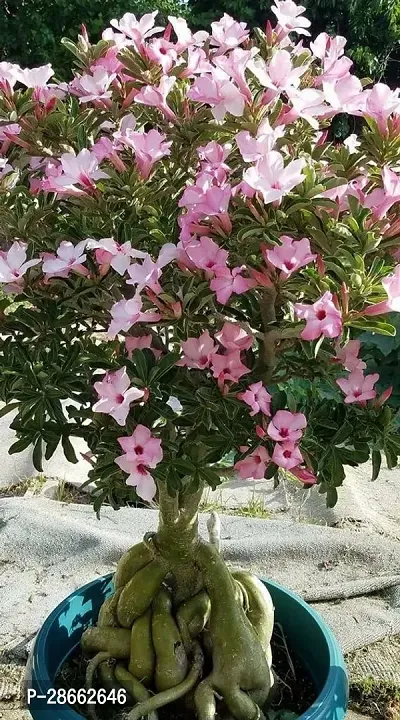 Platone Adenium Plant adeu01