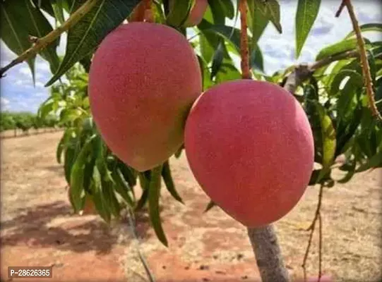 Platone Mango Plant Miyazaki- Worlds most expensive mangoThe egg of Sun.-thumb0