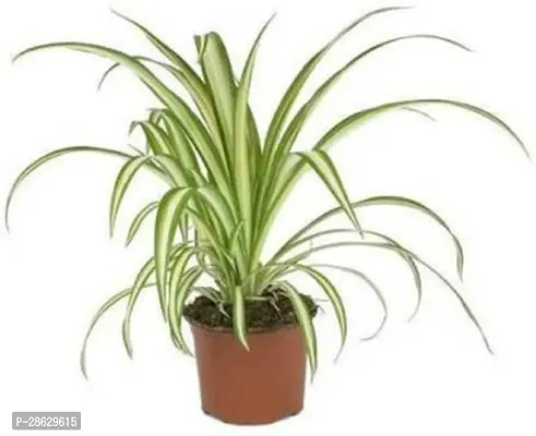 Platone Spider Plant SP-13 Spider Air Purifier Live Plant-thumb0