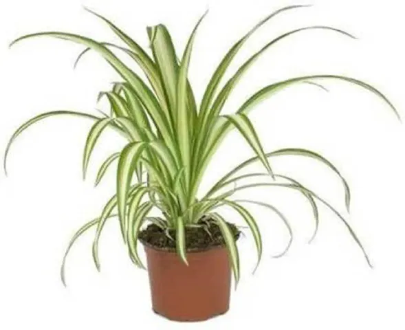 Hot Selling Plant & Planters 