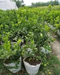 Platone Lemon Plant CAMCOT LEMON GRAFTING PLANTS-thumb1