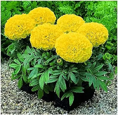 Platone Marigold Plant MARIGOLD PLANT-thumb0