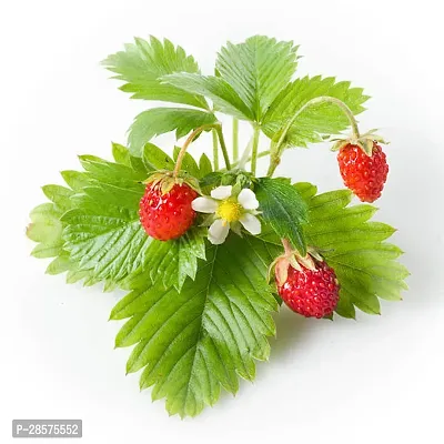 Platone Strawberry Plant STRAWBERRY PLANT TTTT-thumb2