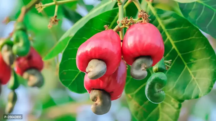 Platone Cashew Apple Plant MKID25-thumb0